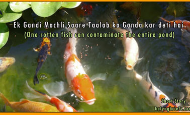 rotten-fish-conaminates-pond